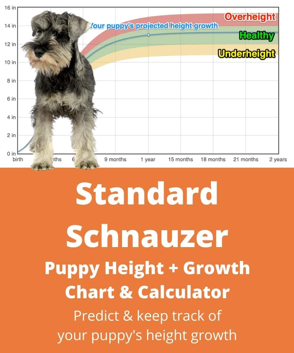standard-schnauzer Puppy height Growth Chart standard-schnauzer Puppy height Growth Chart
